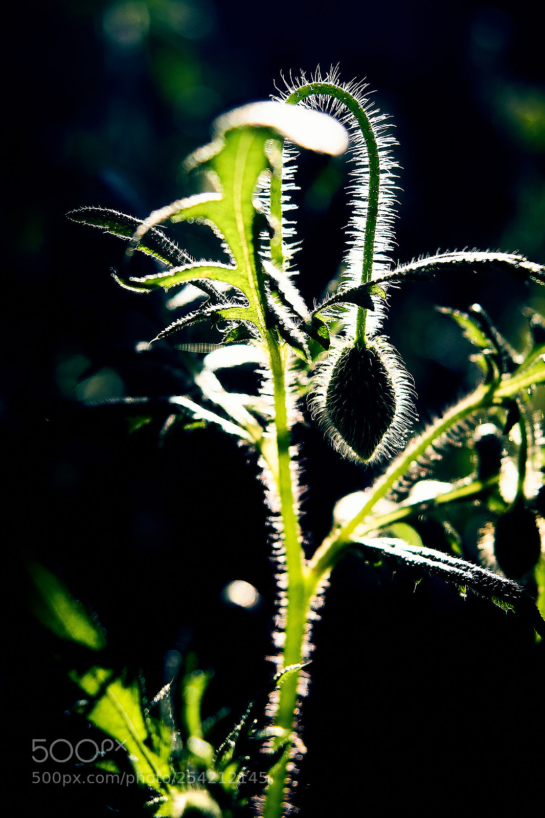 Sony ILCA-77M2 sample photo. Young poppy photography