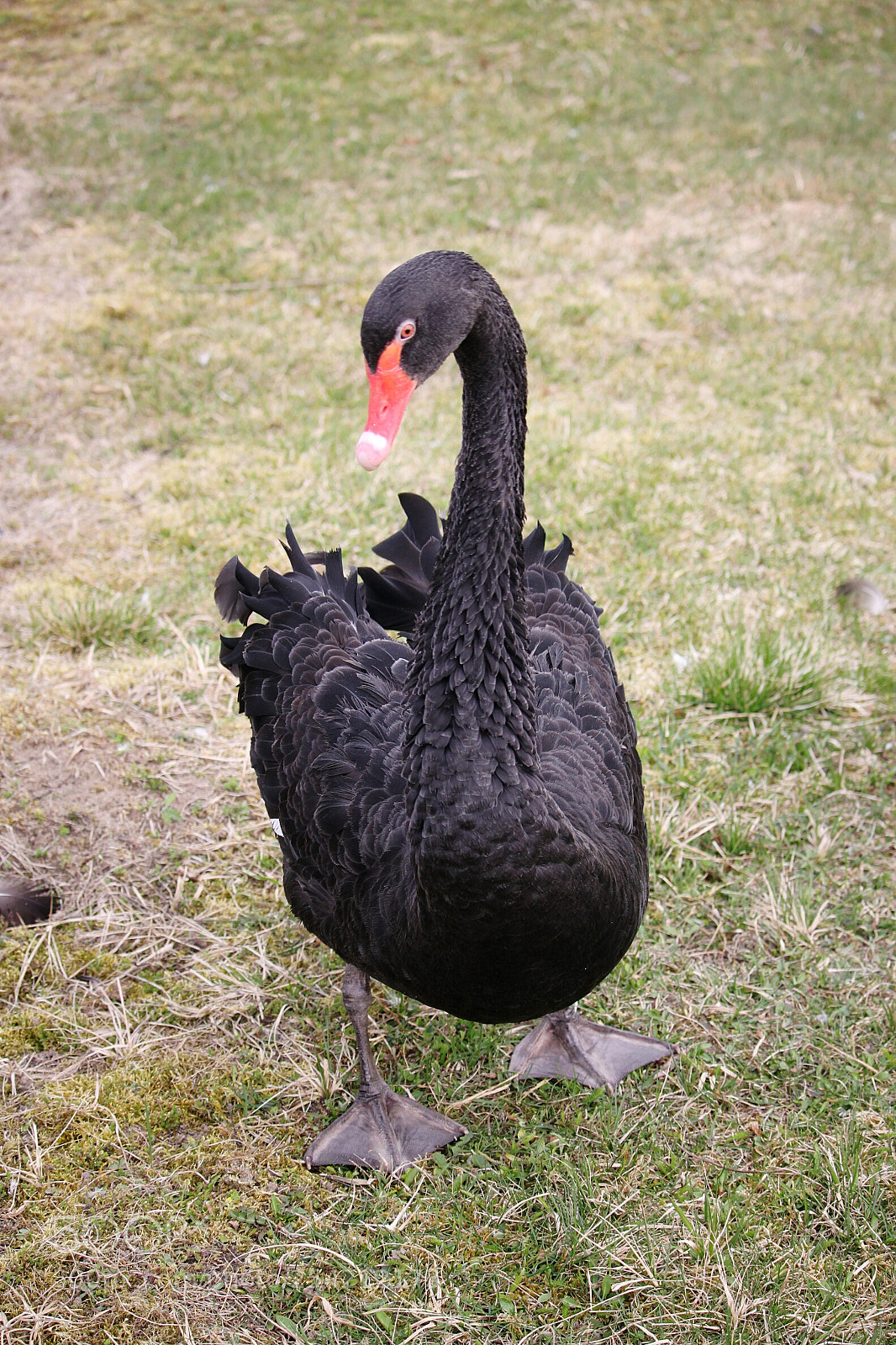 Canon EOS 500D (EOS Rebel T1i / EOS Kiss X3) sample photo. Black swan photography
