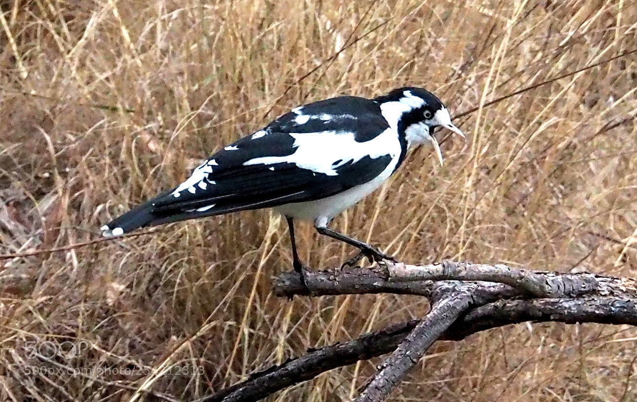 Olympus OM-D E-M5 II sample photo. Magpie.. photography