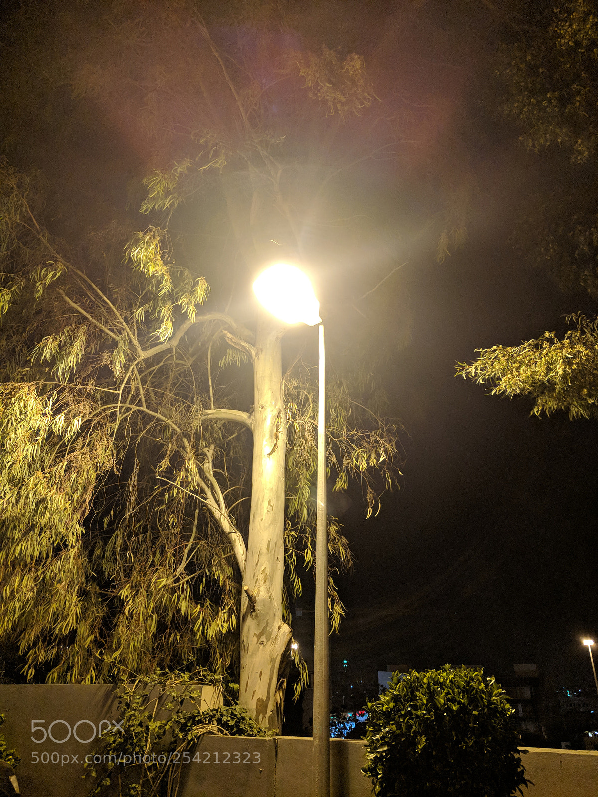 Google Pixel sample photo. Good night to you photography