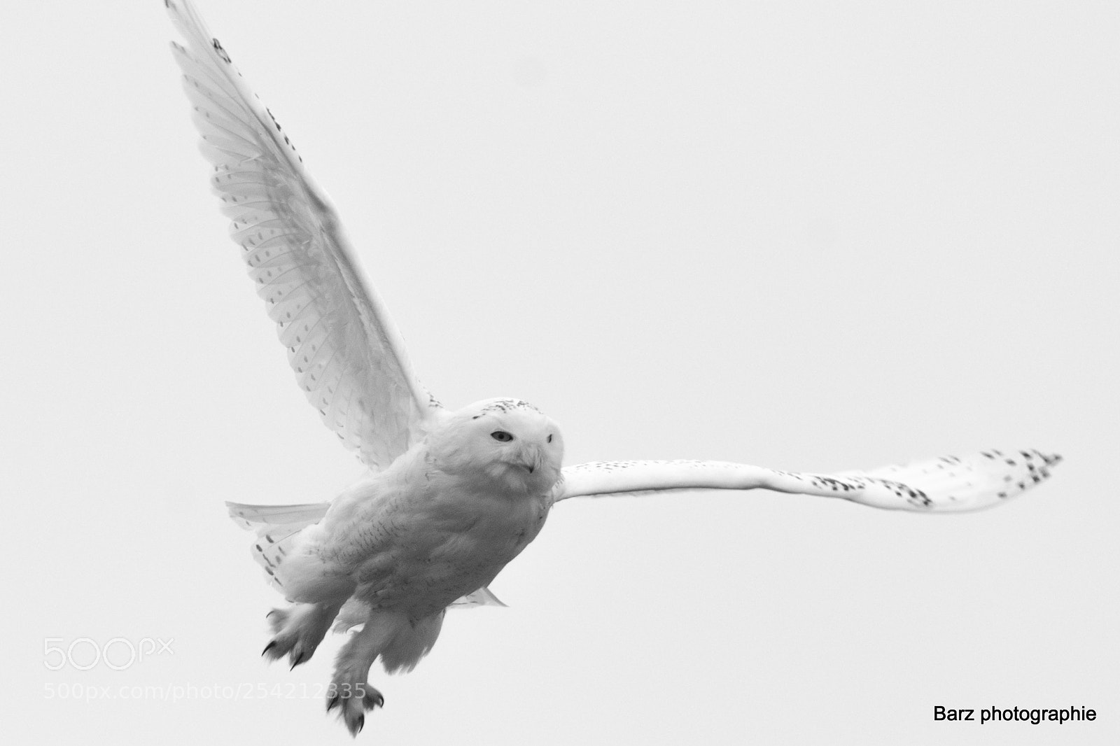 Nikon D7200 sample photo. Snow owl photography