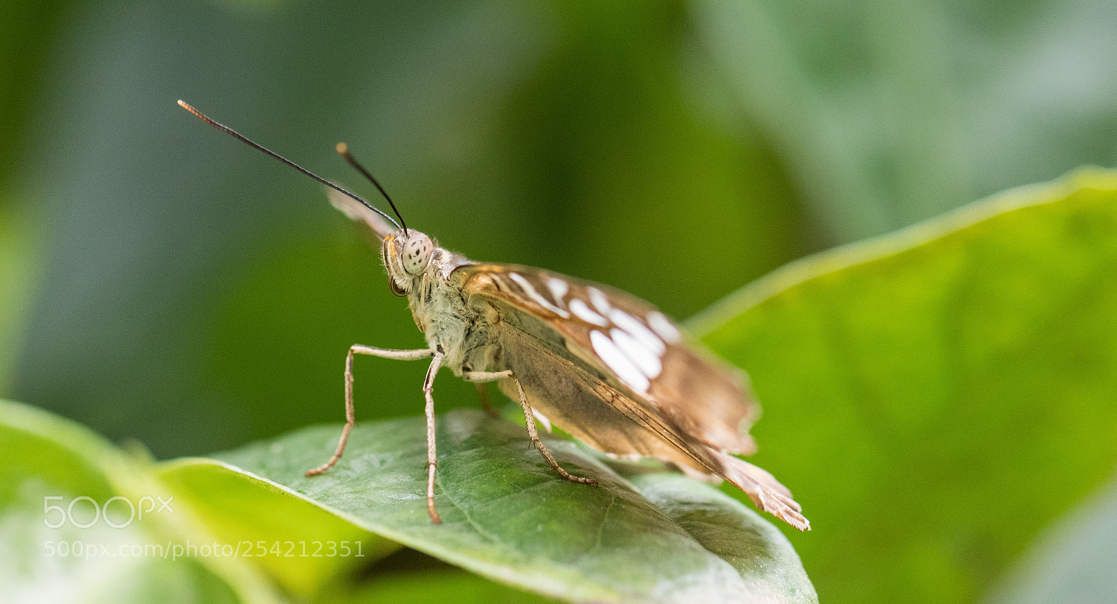 Canon EOS 80D sample photo. Butterfly photography