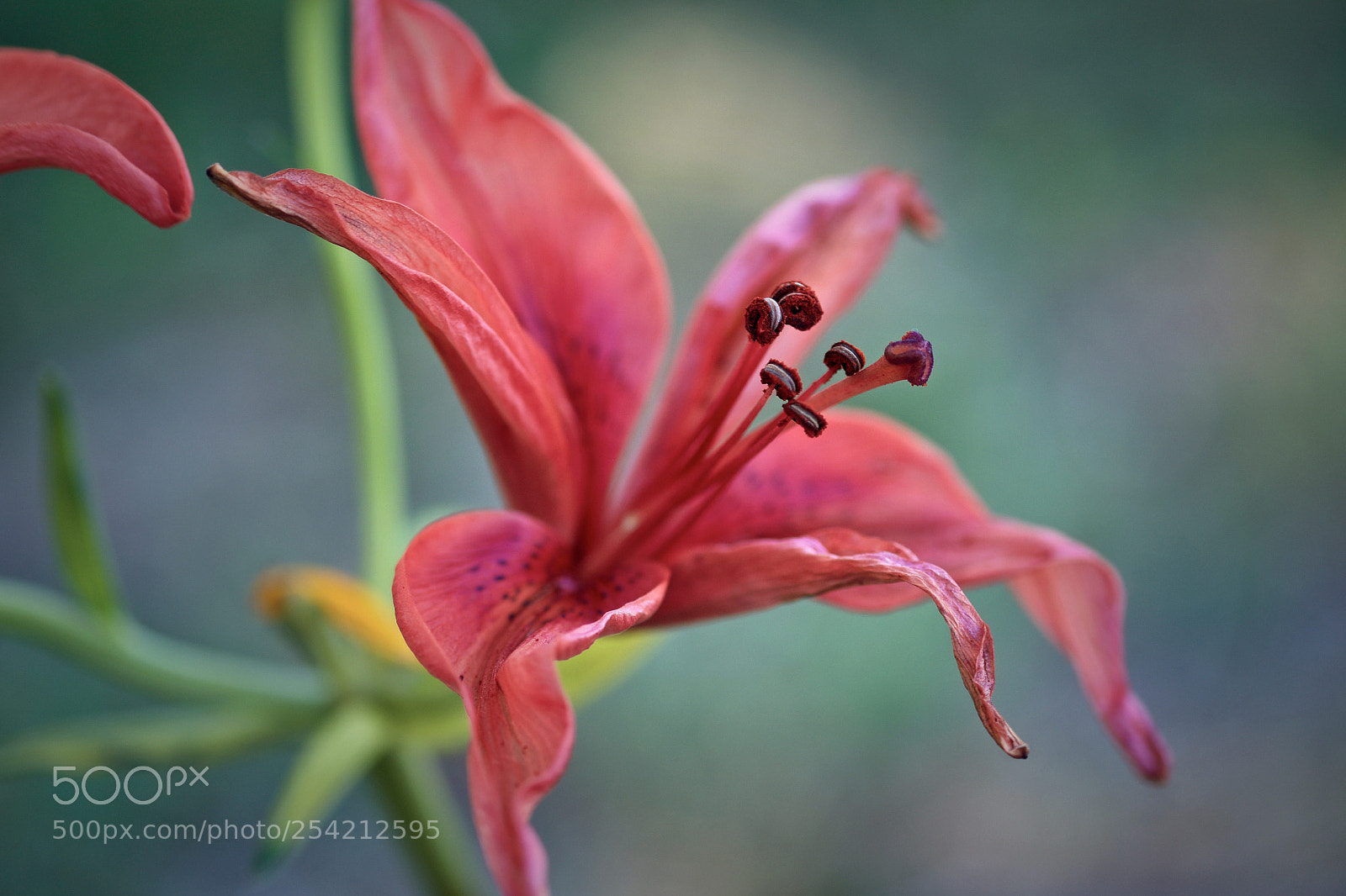 Fujifilm X-T1 sample photo. "stanger thing" photography