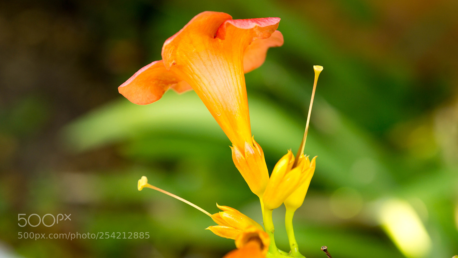 Sony a5100 sample photo. Modernflower photography