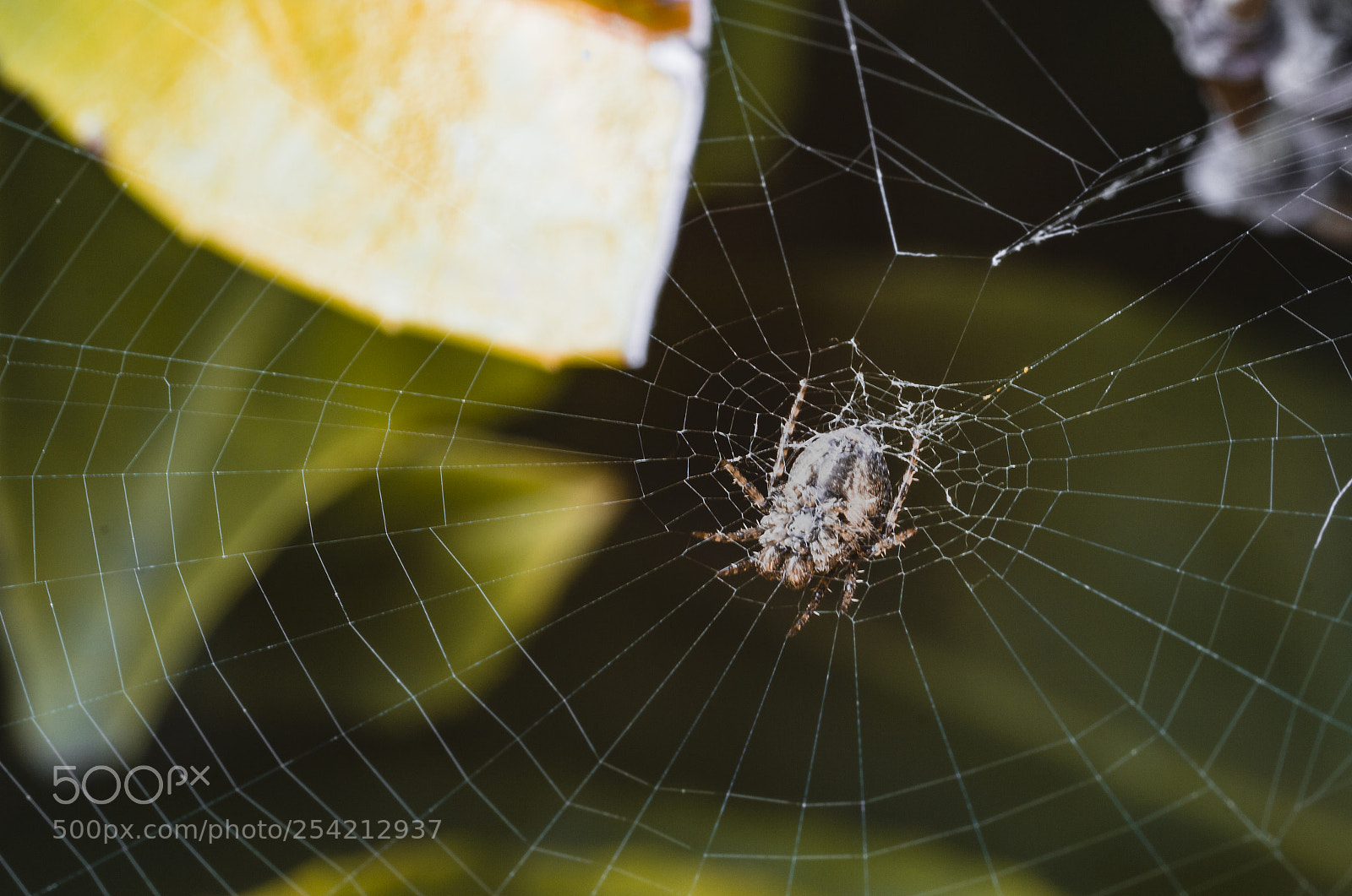 Canon EOS 600D (Rebel EOS T3i / EOS Kiss X5) sample photo. Spider and a fly. photography