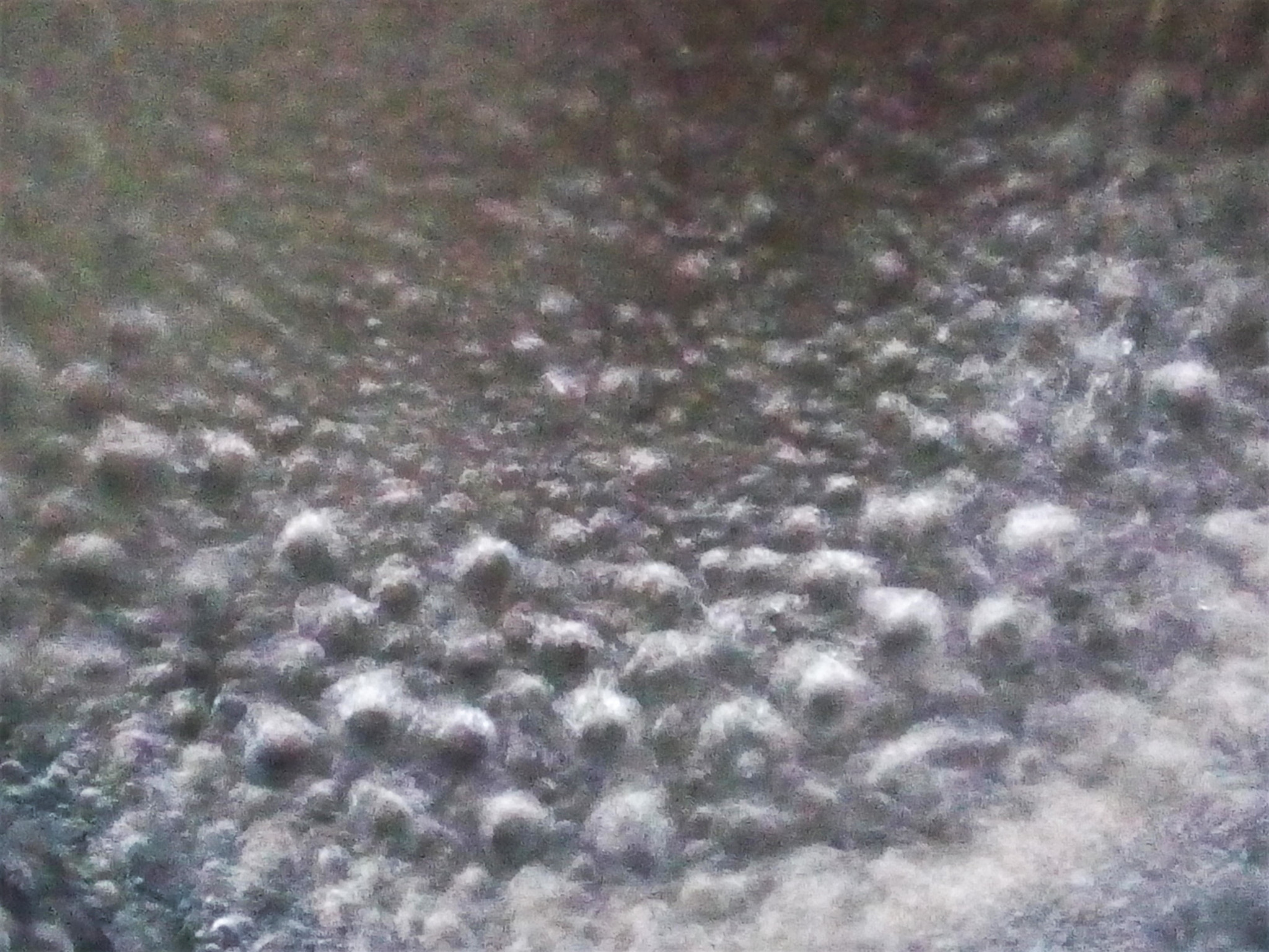 LG L Bello sample photo. Cycle one photography