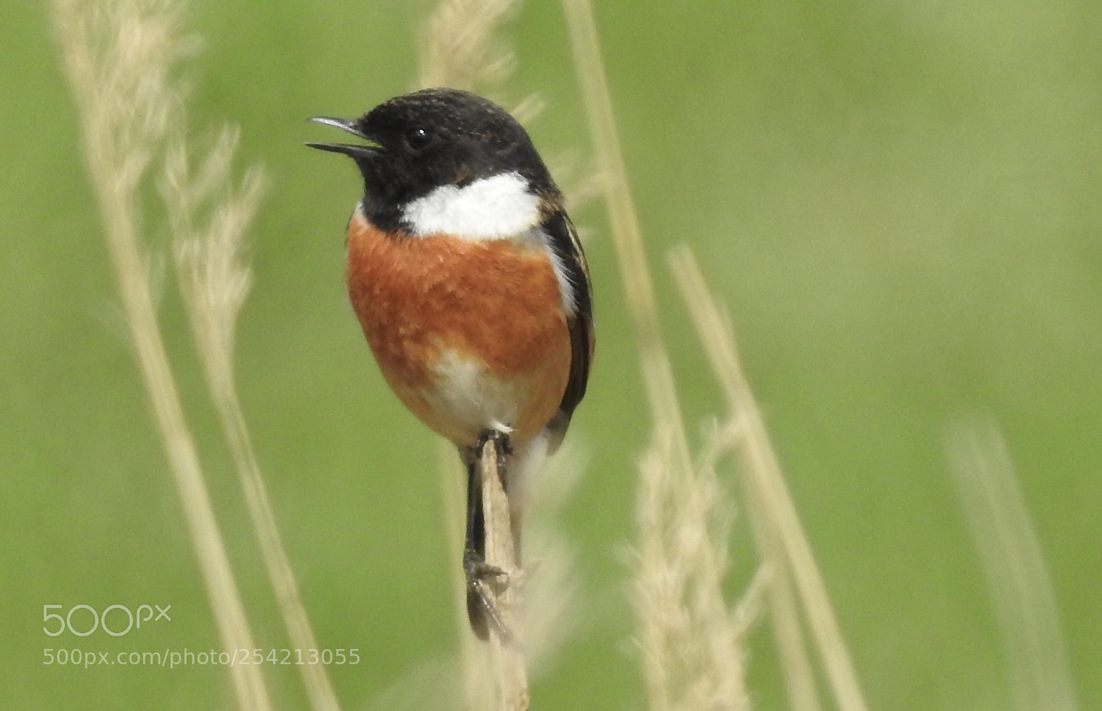 Nikon Coolpix P900 sample photo. Stonechat male photography