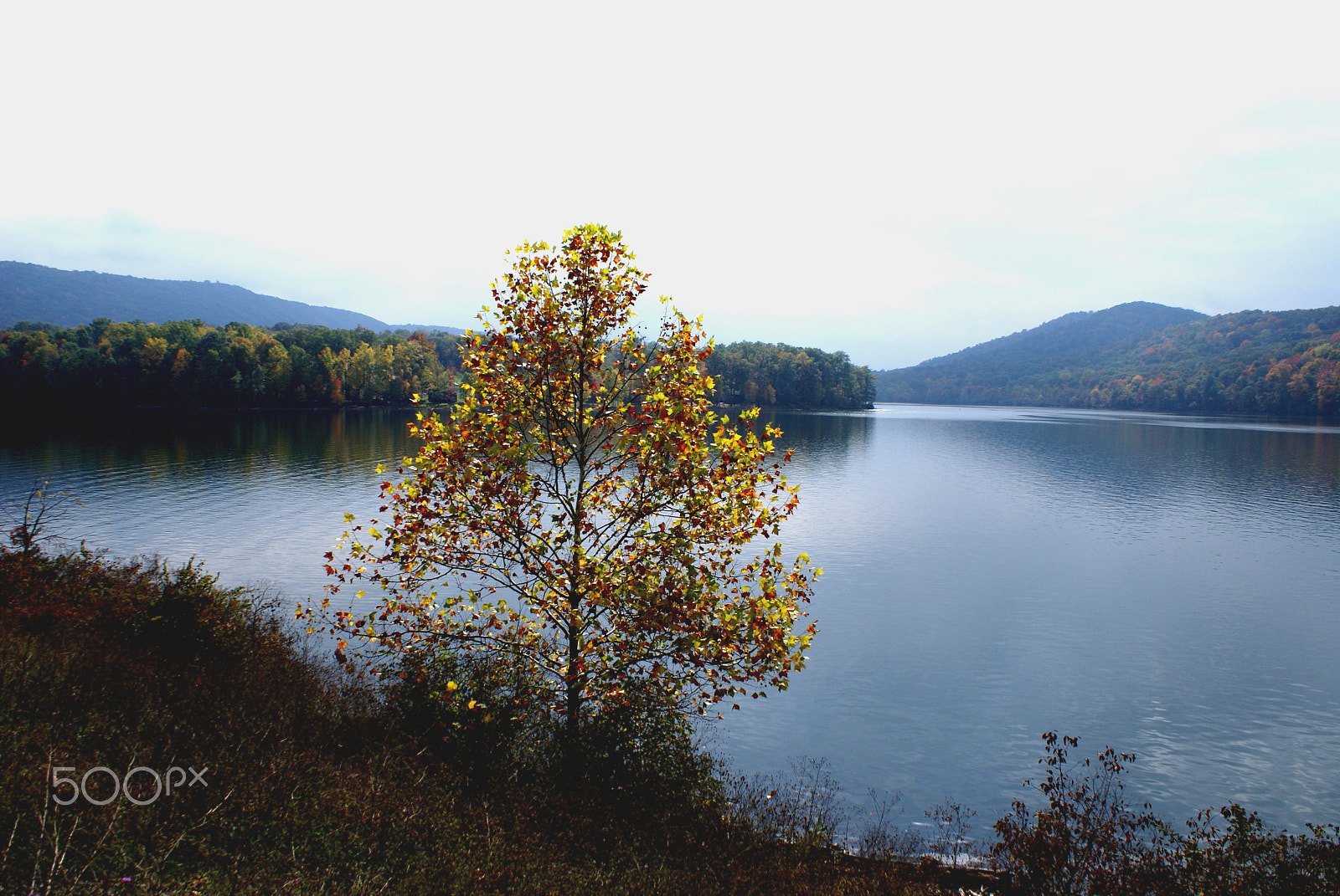 Sony Alpha DSLR-A100 sample photo. Changing leaves photography