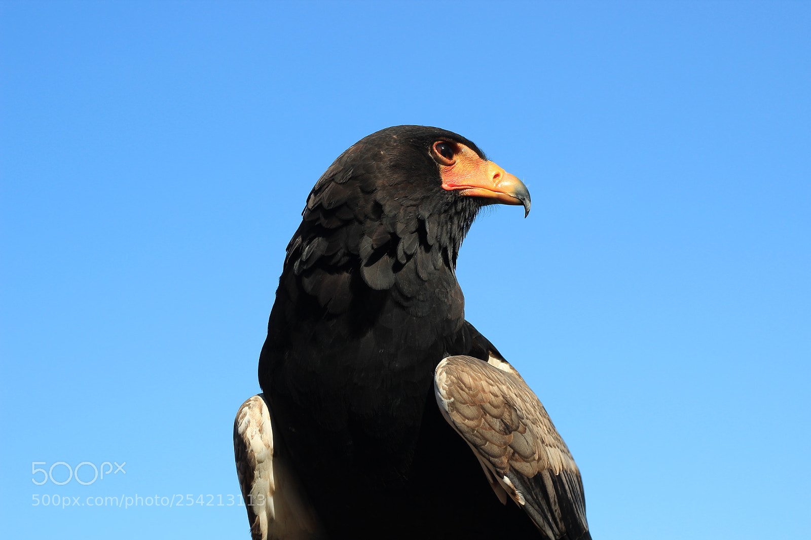 Canon EOS 600D (Rebel EOS T3i / EOS Kiss X5) sample photo. Img photography