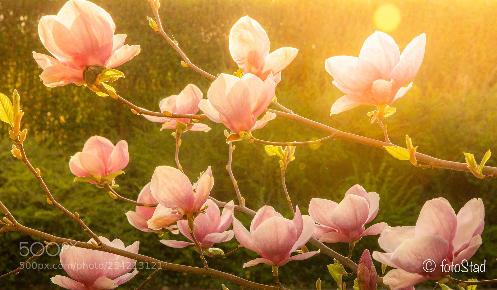 Canon EOS 6D Mark II sample photo. Magnolia in the golden photography