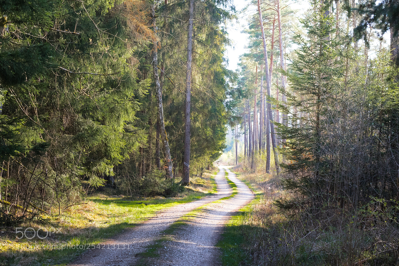 Canon EOS 7D Mark II sample photo. Sunny walk photography