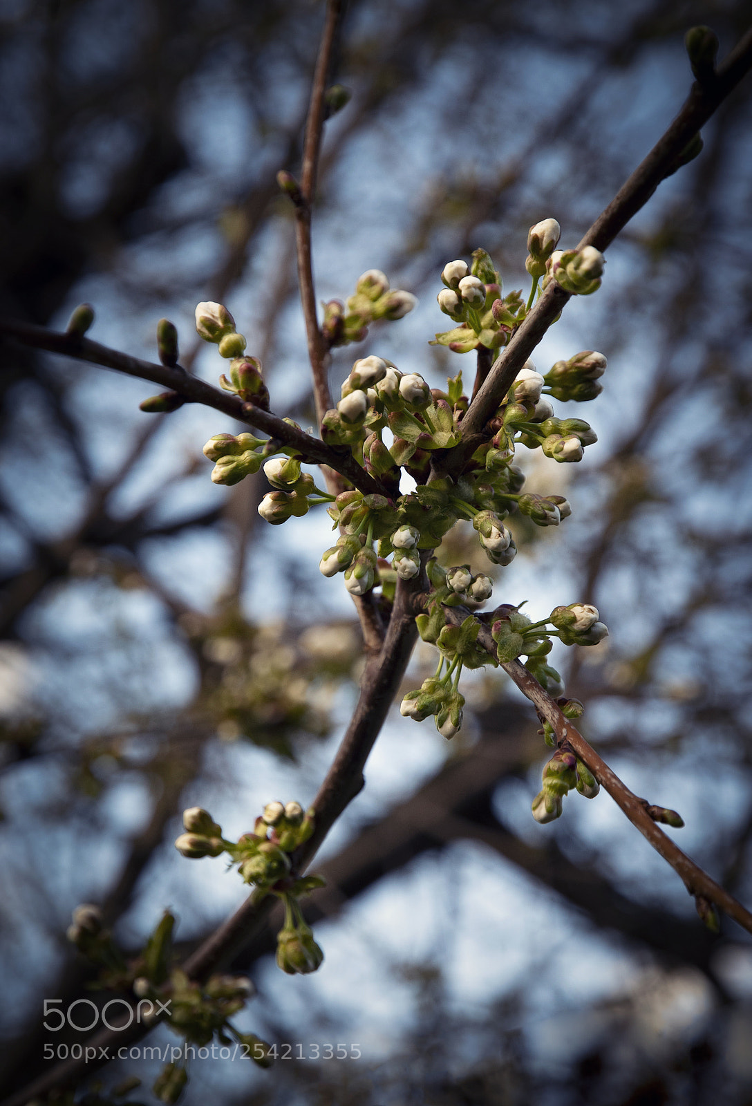 Nikon D5500 sample photo. Twig of apple tree photography