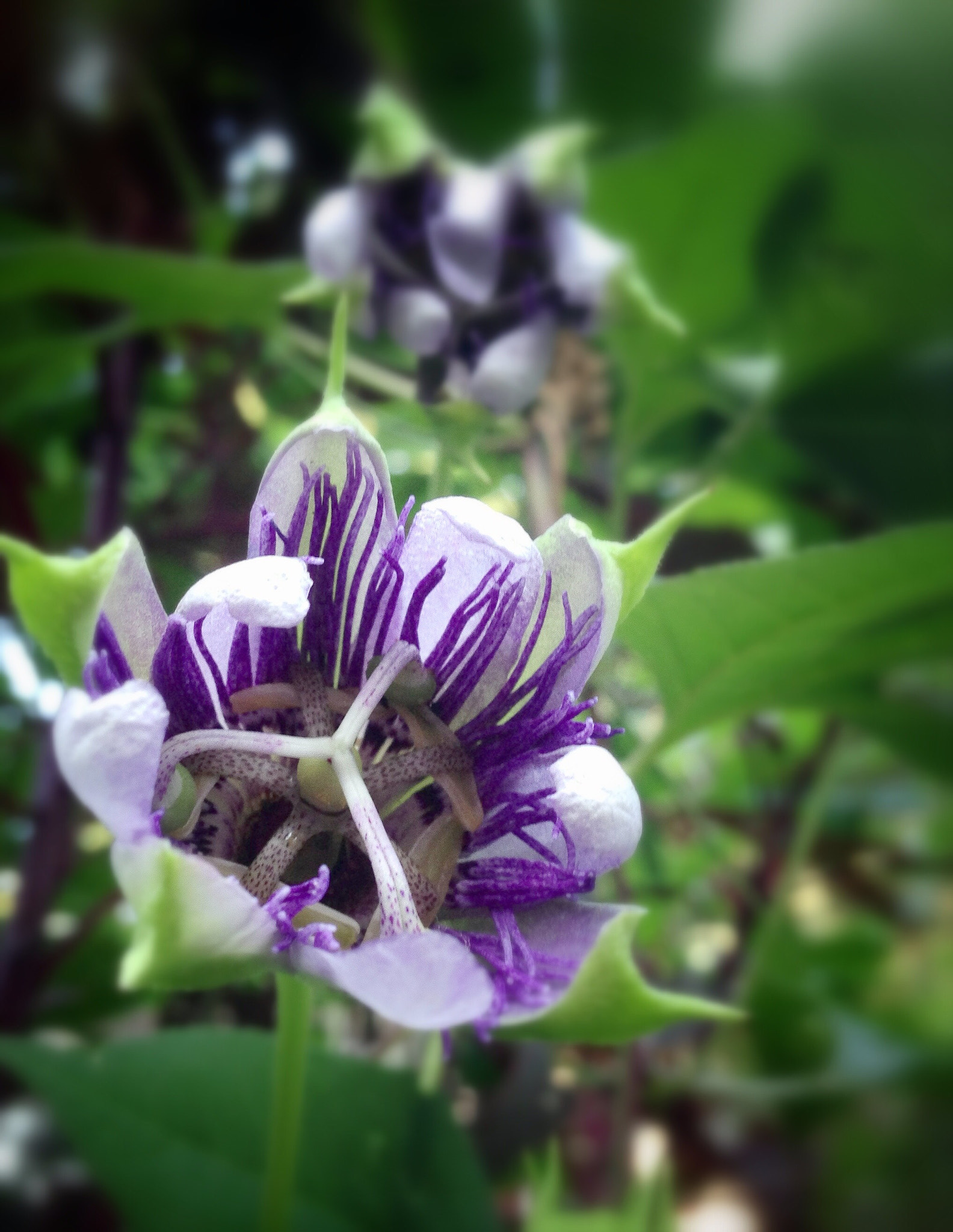 Jag.gr 645 PRO for iPhone sample photo