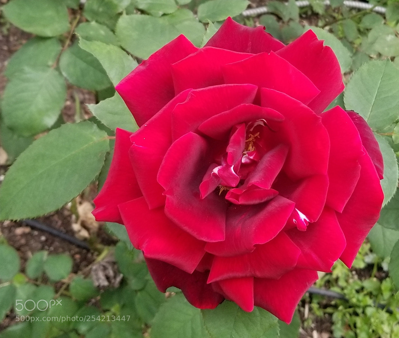 Samsung Galaxy S8+ sample photo. Untitled photography