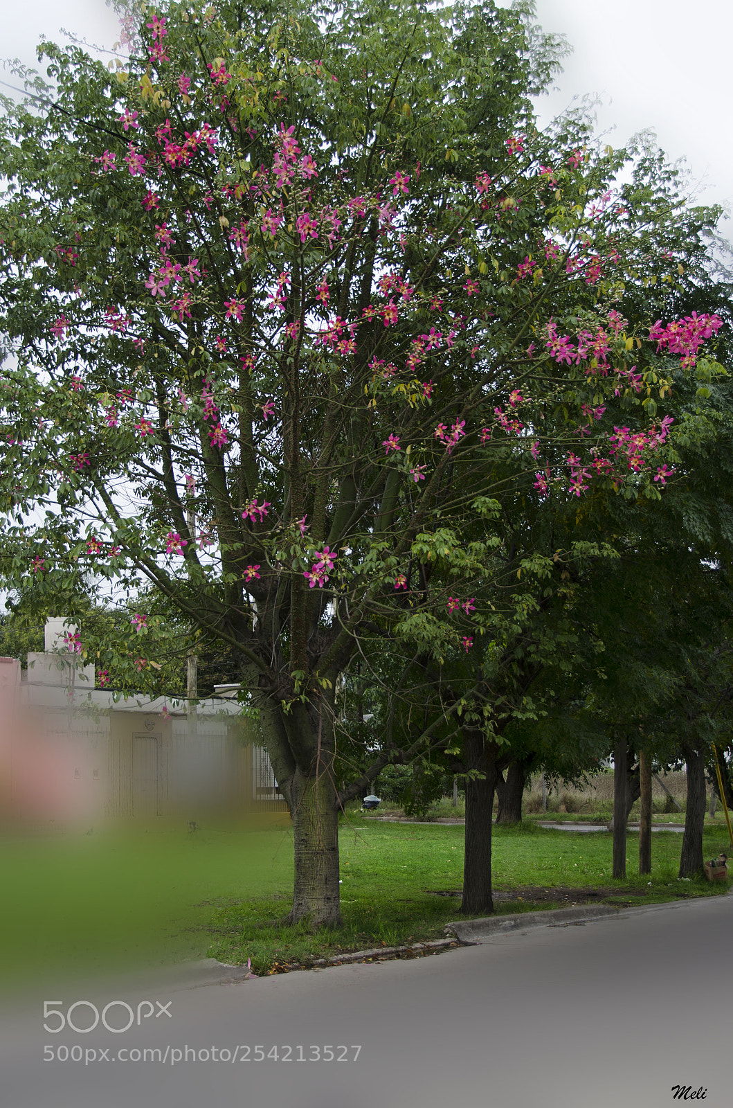 Nikon D5100 sample photo. Árbol palo borracho/ photography