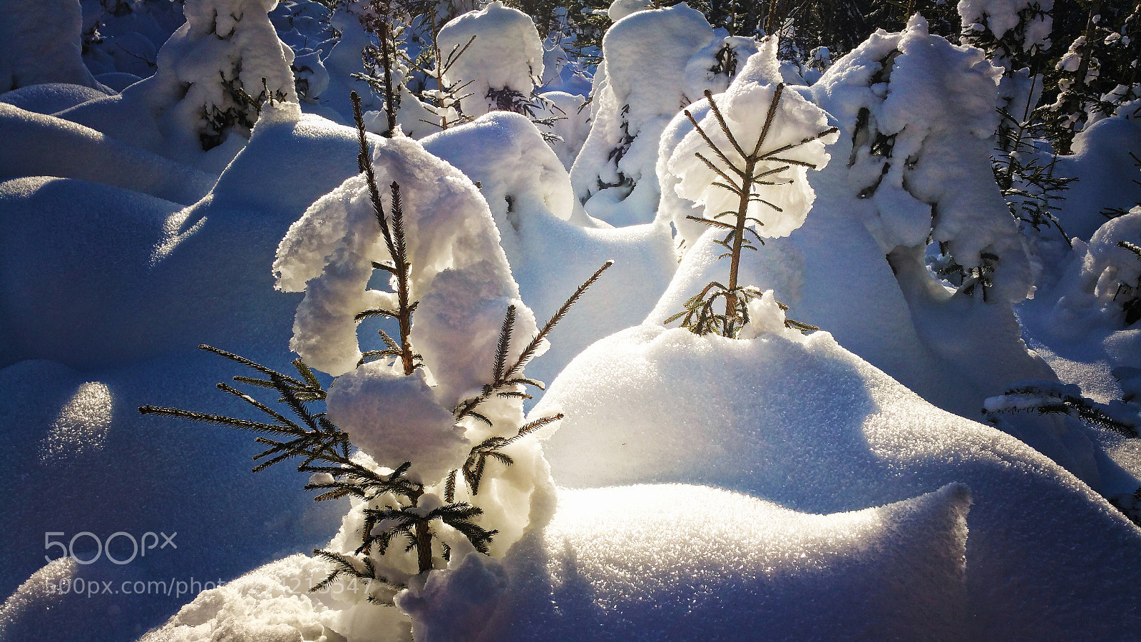 Samsung Galaxy Note4 sample photo. Winterwald photography