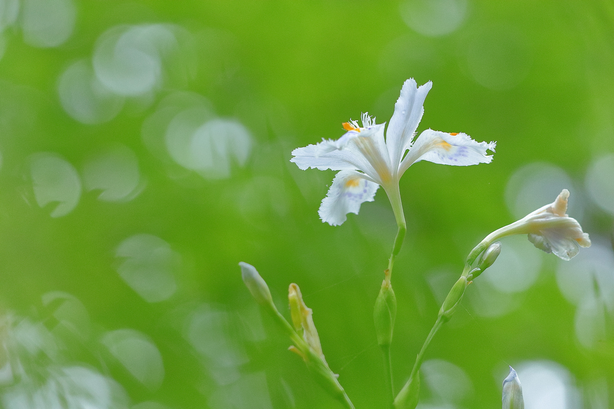 Canon EOS 200D (EOS Rebel SL2 / EOS Kiss X9) sample photo. 春の花 img_0860 photography