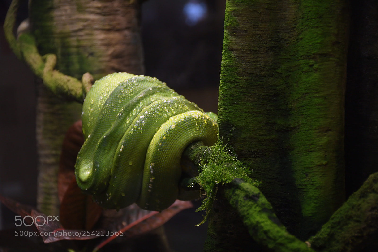 Nikon D7500 sample photo. Untitled photography