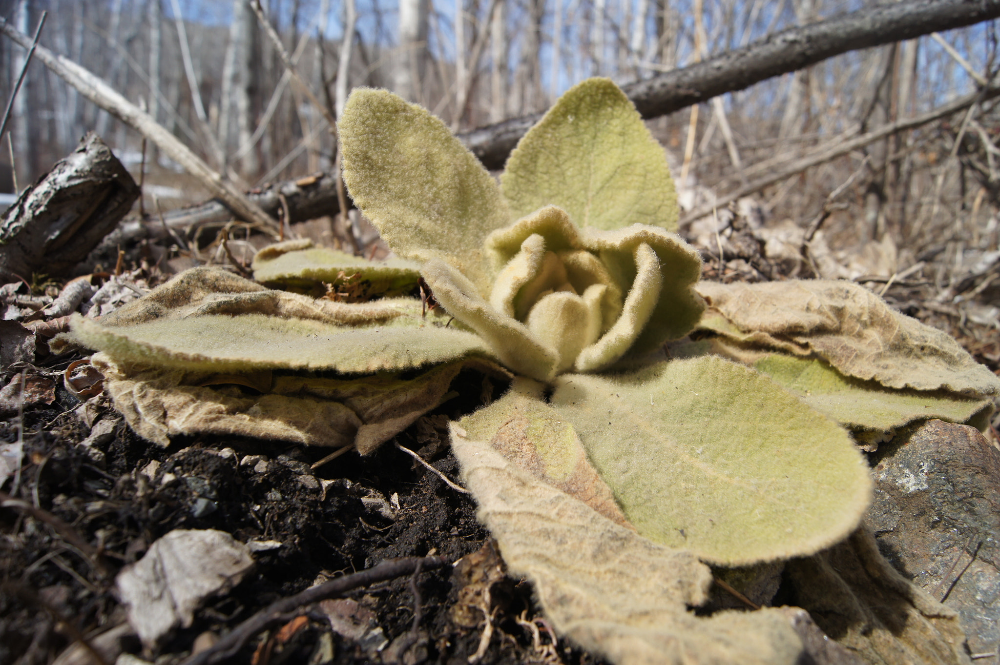 Sony SLT-A33 sample photo. Fuzzy plant photography