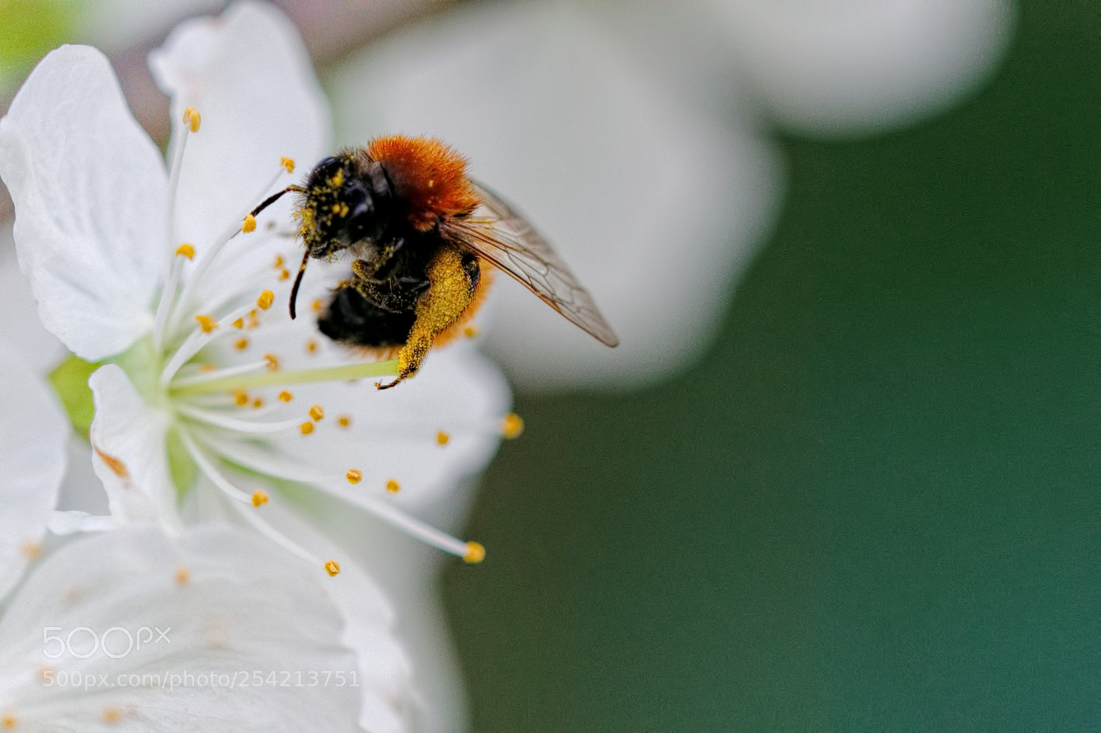 Nikon D7500 sample photo. Biene photography