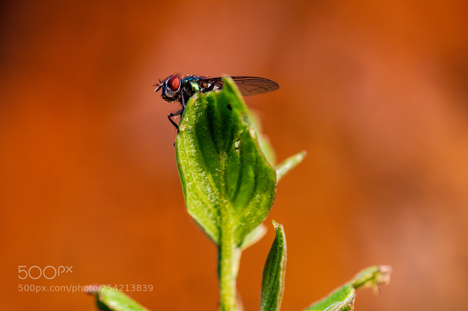 Nikon D7500 sample photo. Fliege photography