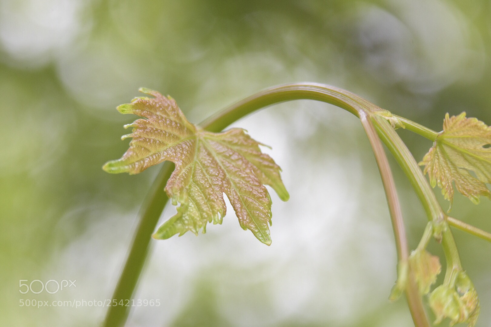 Nikon D7200 sample photo. Untitled photography