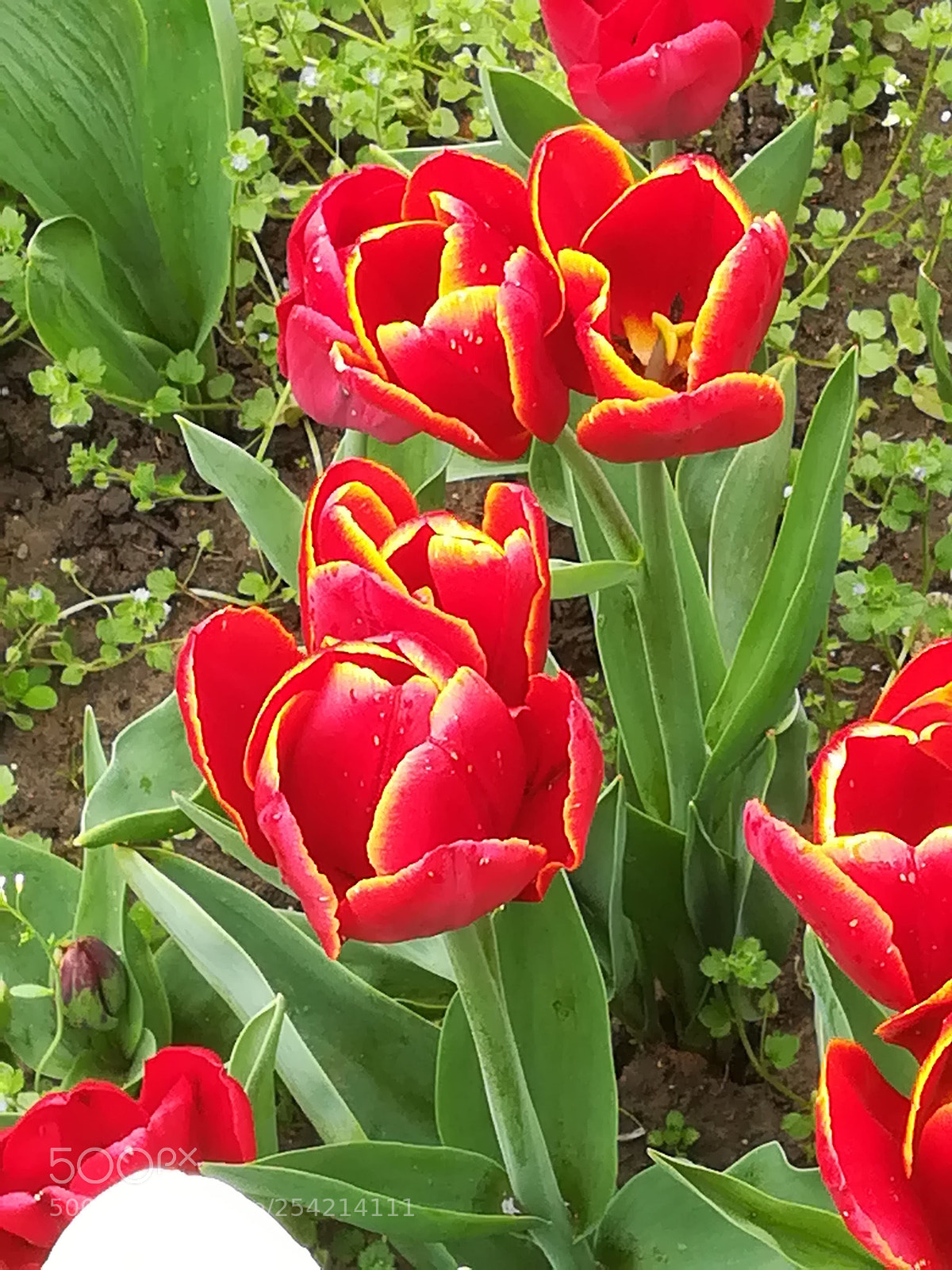 HUAWEI PRA-LX1 sample photo. Printanier  photography