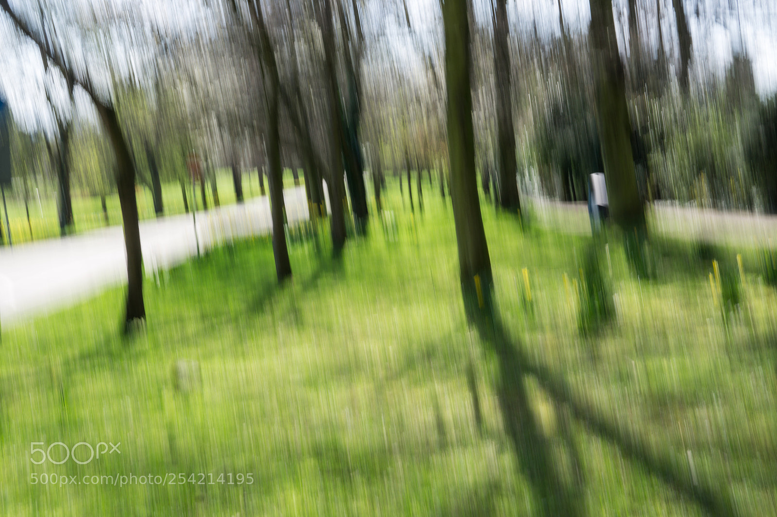 Sony a6000 sample photo. Abstract trees (of ) photography