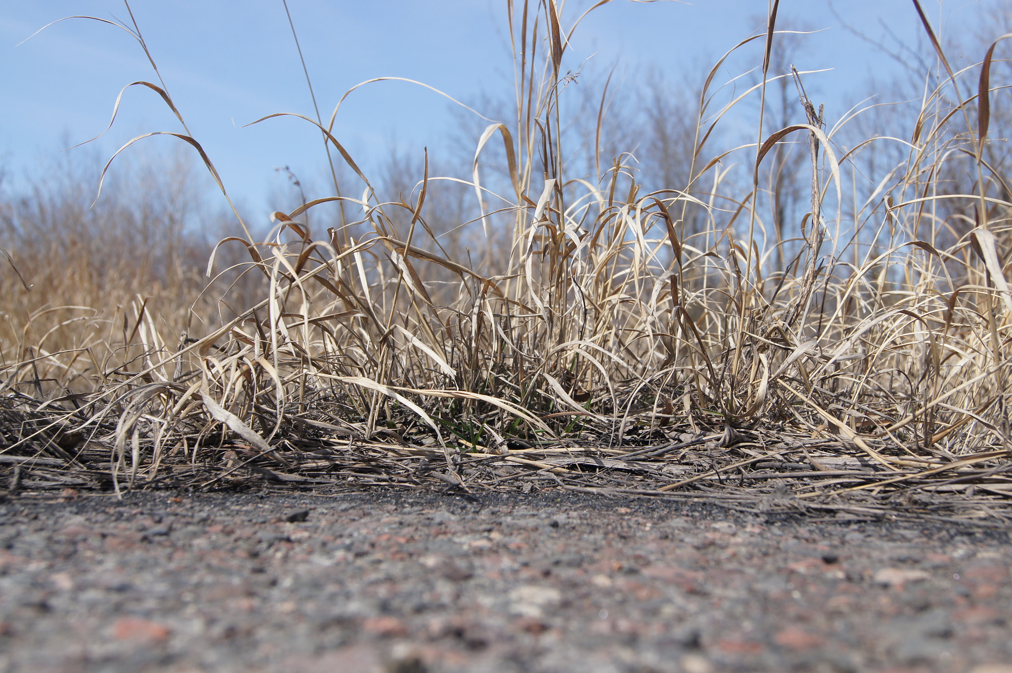 Sony SLT-A33 sample photo. Old grassy road photography