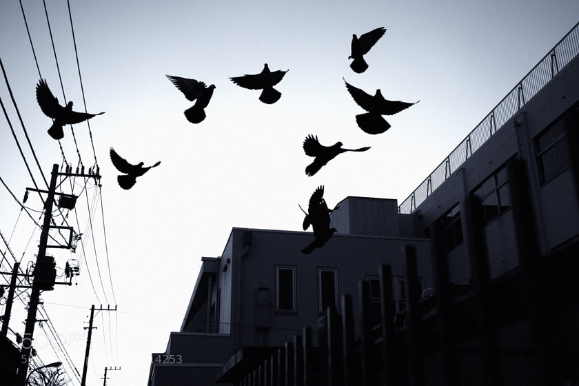Canon EOS 5D Mark II sample photo. Bird photography