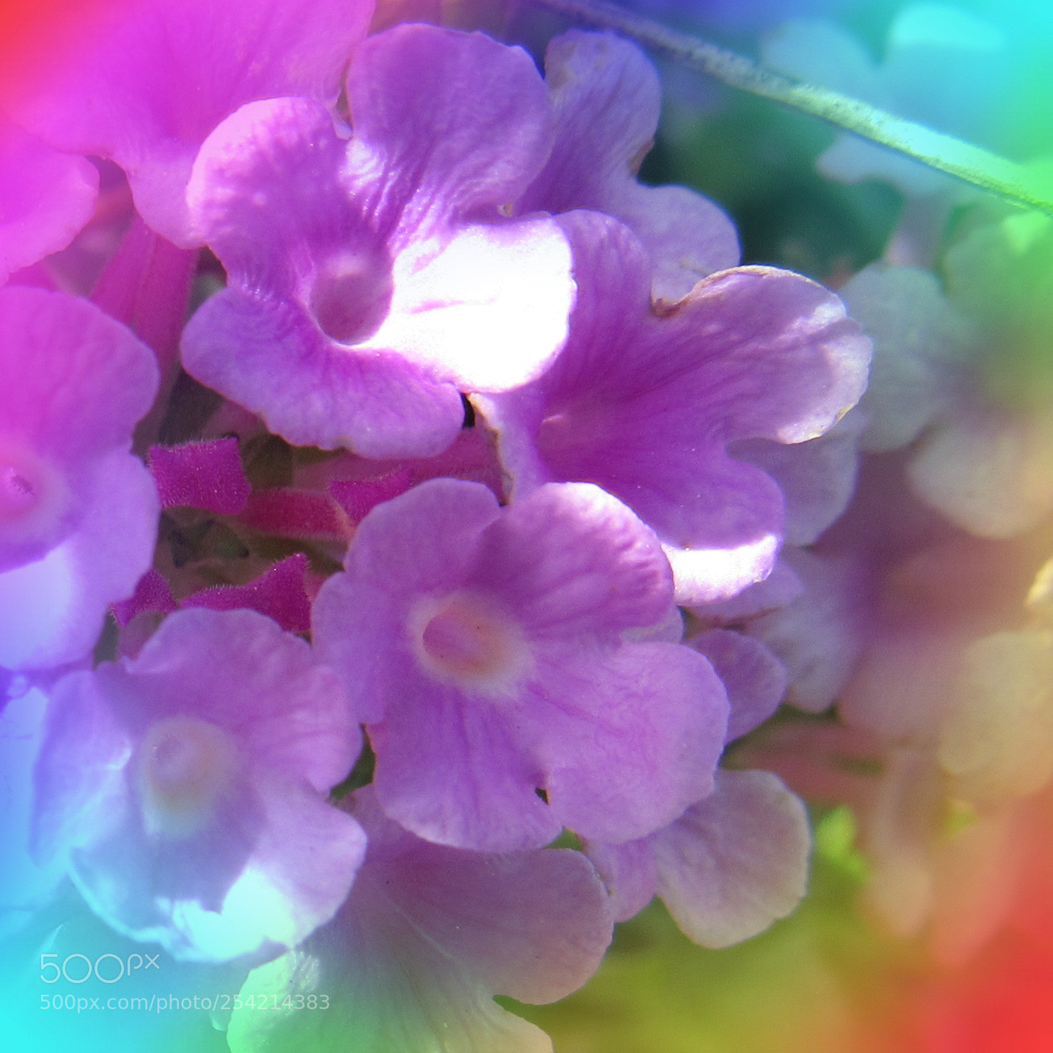 Canon PowerShot SX530 HS sample photo. Purple flower photography