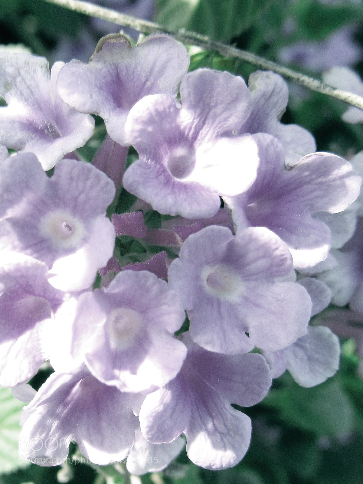 Canon PowerShot SX530 HS sample photo. Purple flower photography