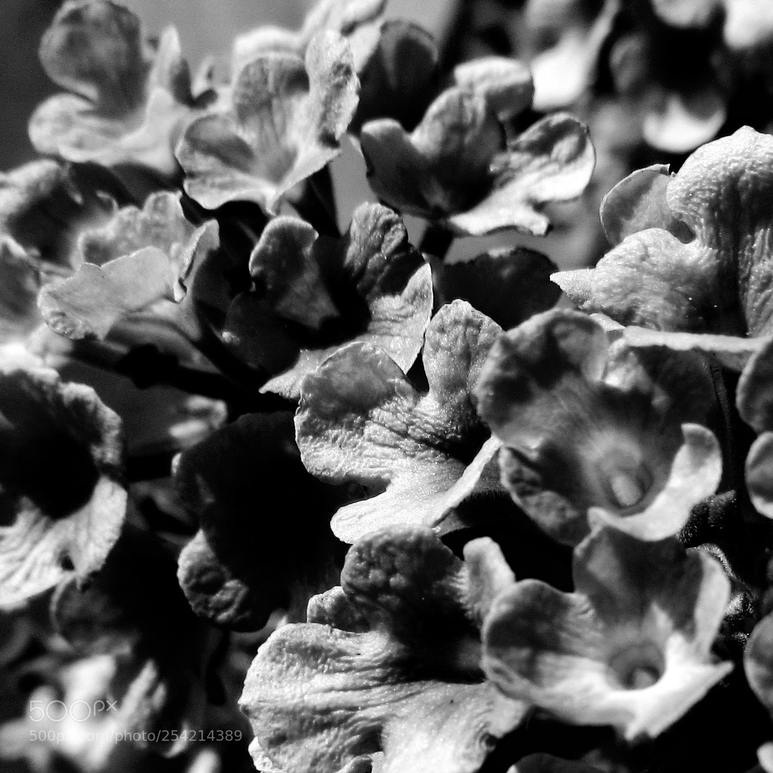 Canon PowerShot SX530 HS sample photo. Purple flower photography