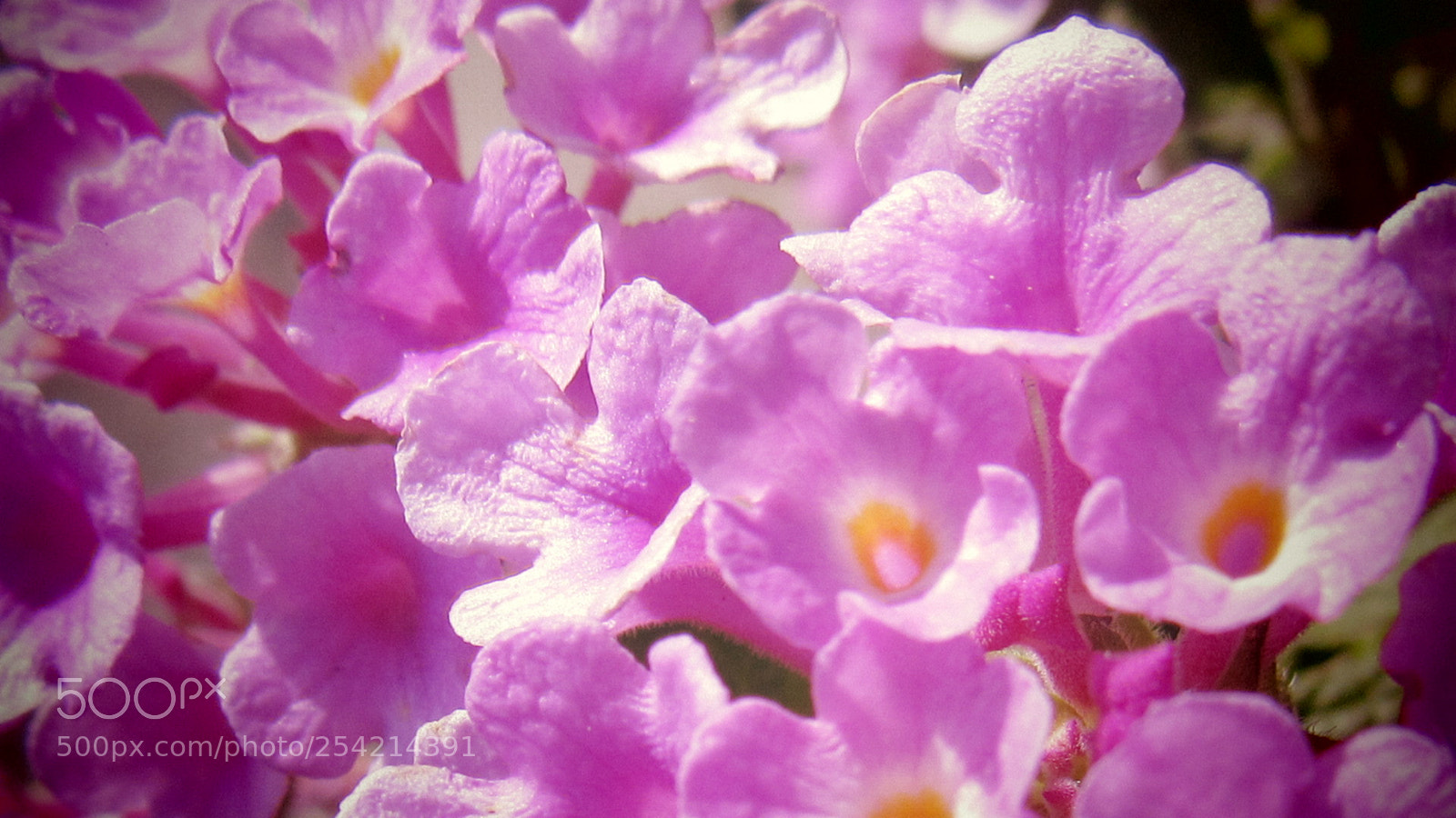 Canon PowerShot SX530 HS sample photo. Purple flower photography