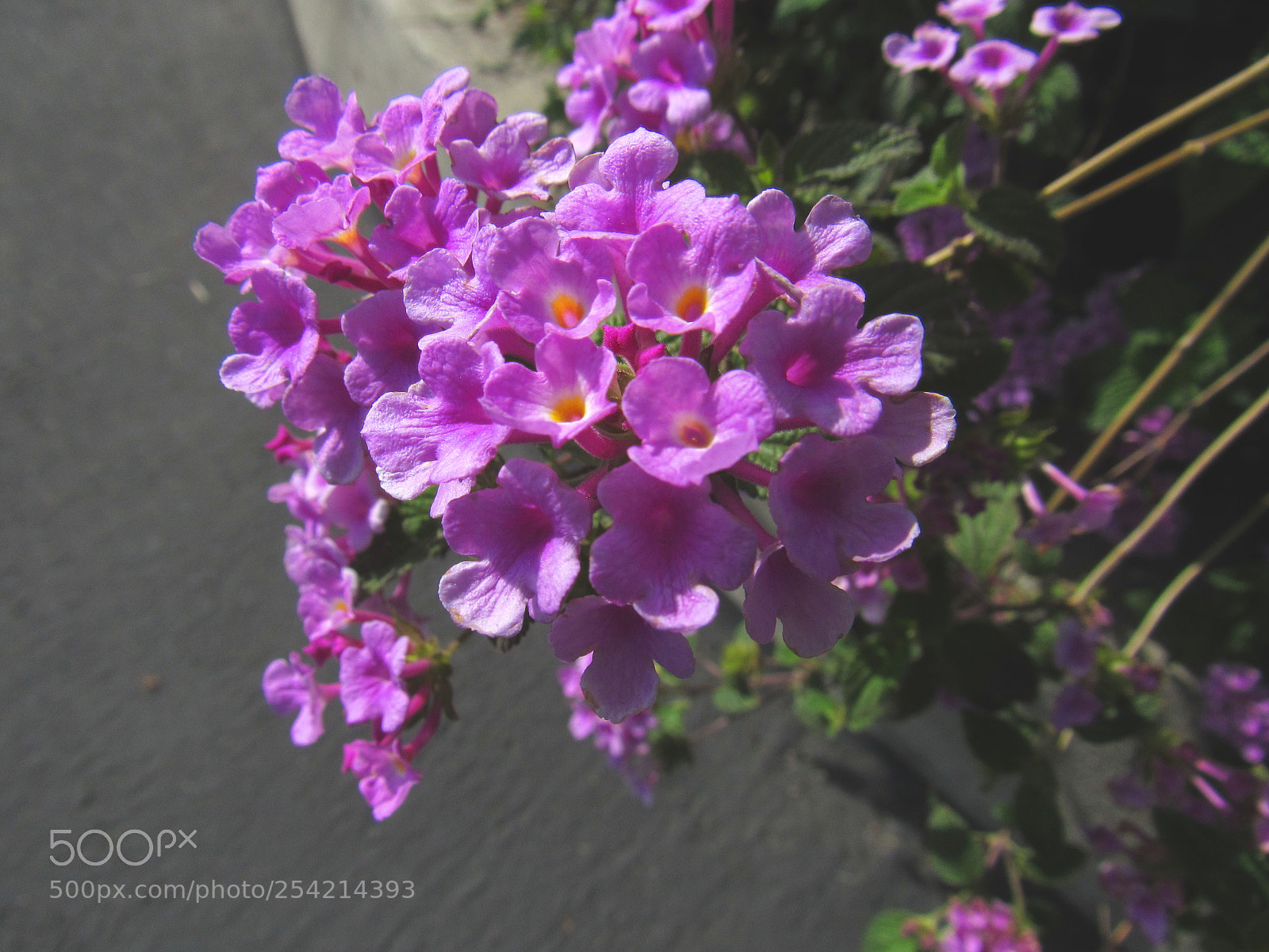 Canon PowerShot SX530 HS sample photo. Purple flower photography