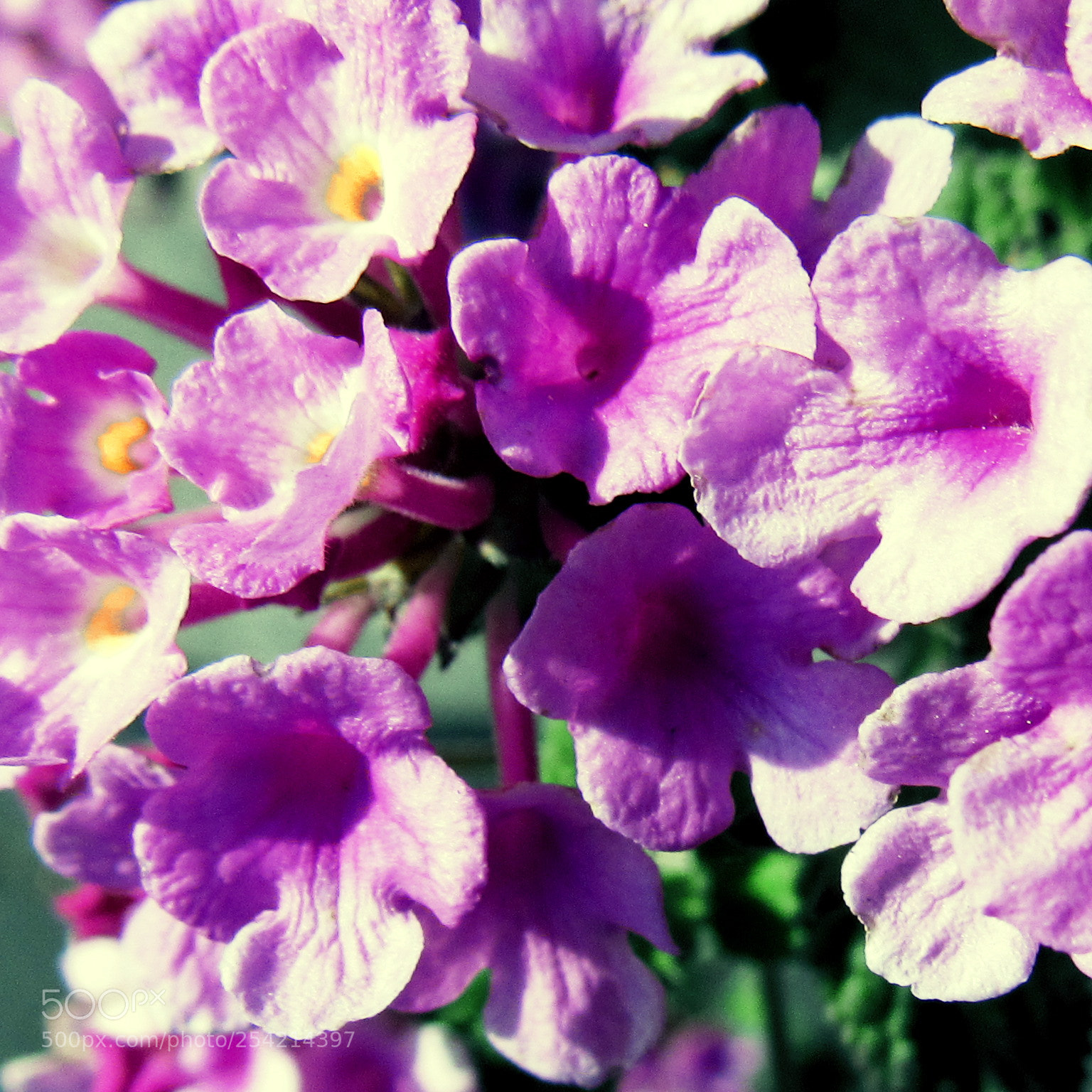 Canon PowerShot SX530 HS sample photo. Purple flower photography