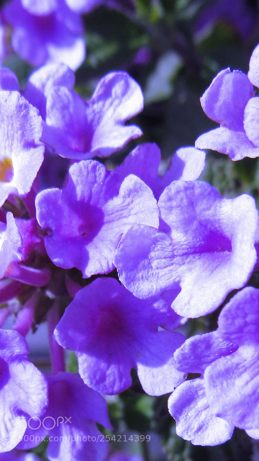 Canon PowerShot SX530 HS sample photo. Purple flower photography
