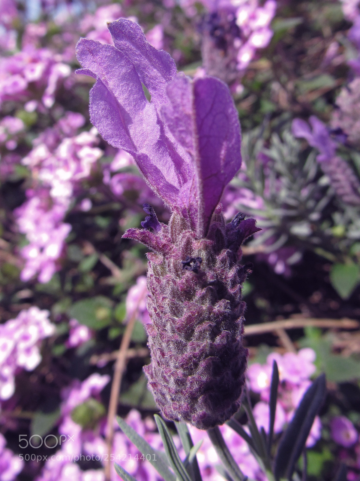 Canon PowerShot SX530 HS sample photo. Purple flower photography