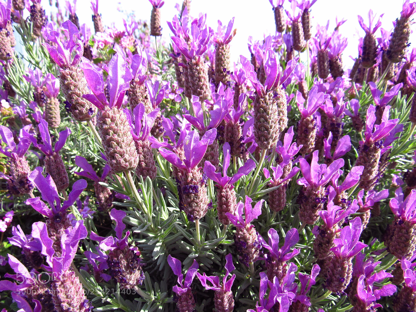 Canon PowerShot SX530 HS sample photo. Purple flower photography