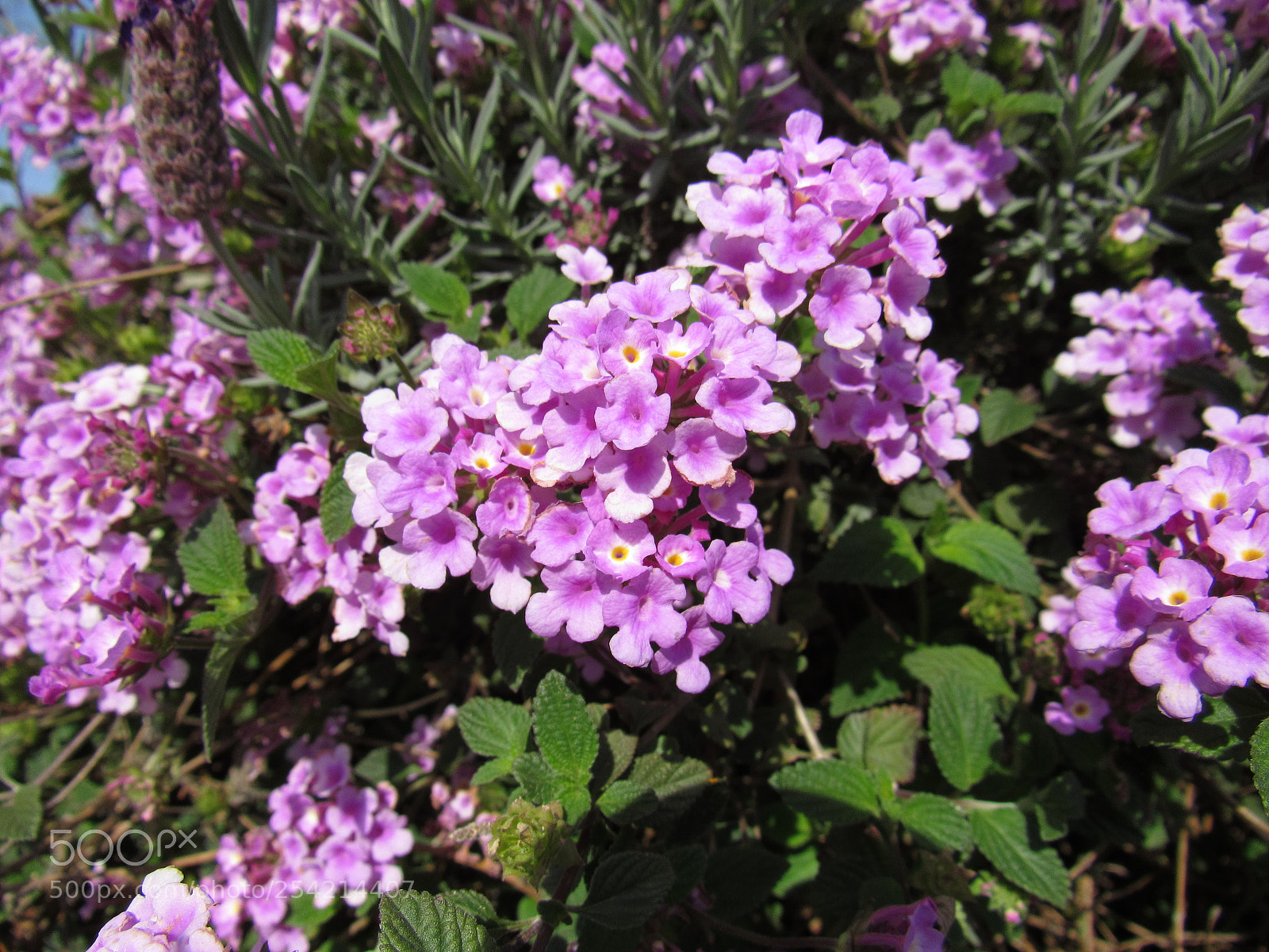 Canon PowerShot SX530 HS sample photo. Purple flower photography