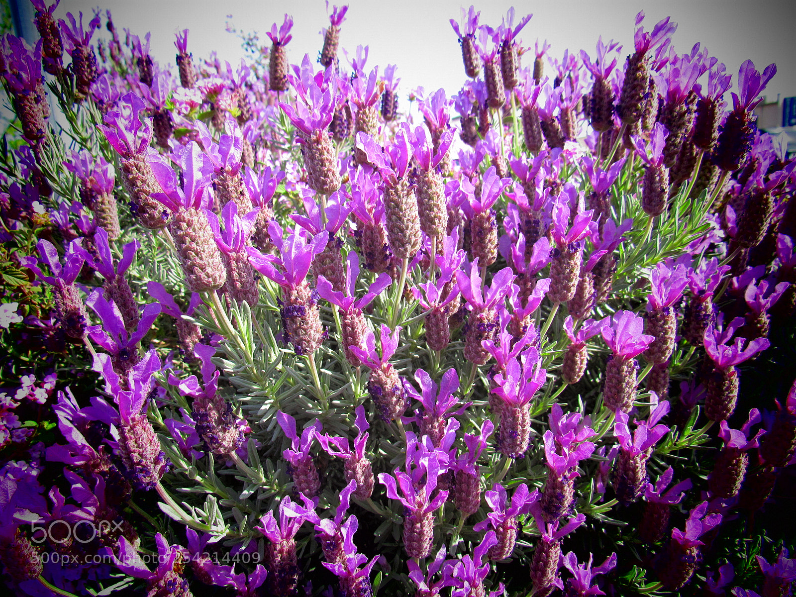 Canon PowerShot SX530 HS sample photo. Purple flower photography