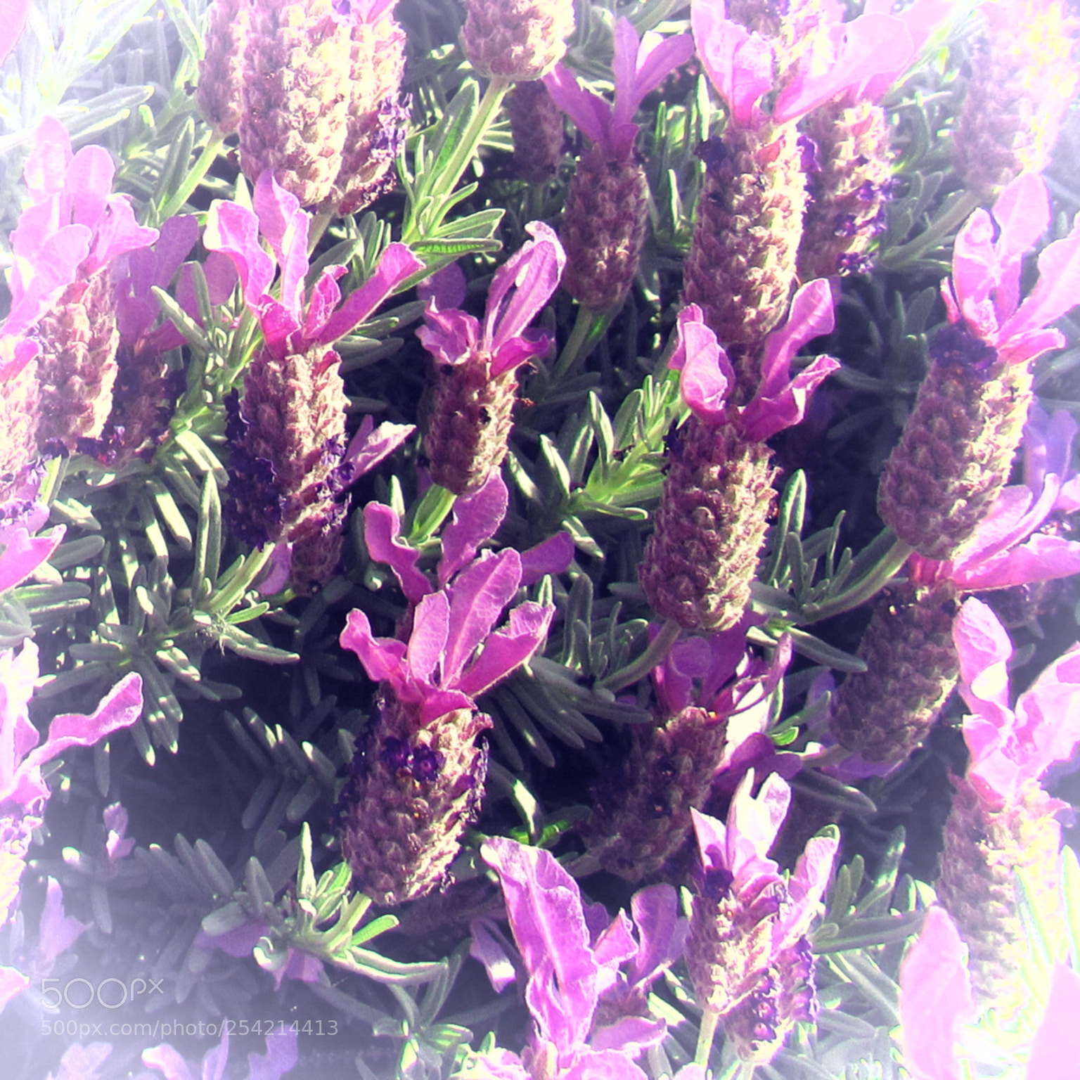 Canon PowerShot SX530 HS sample photo. Purple flower photography