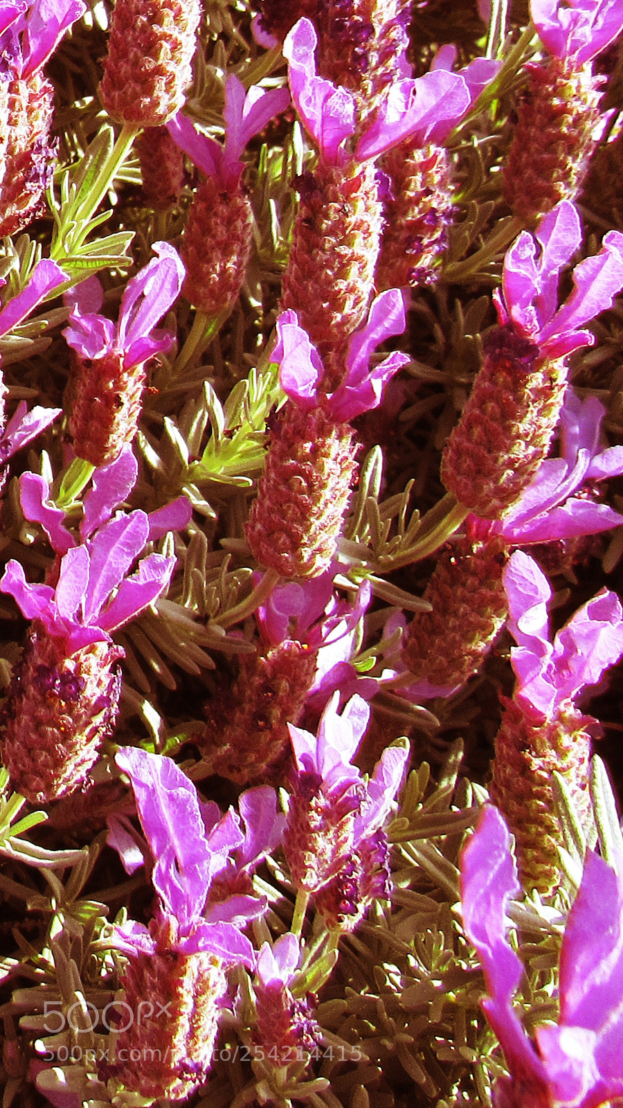 Canon PowerShot SX530 HS sample photo. Purple flower photography