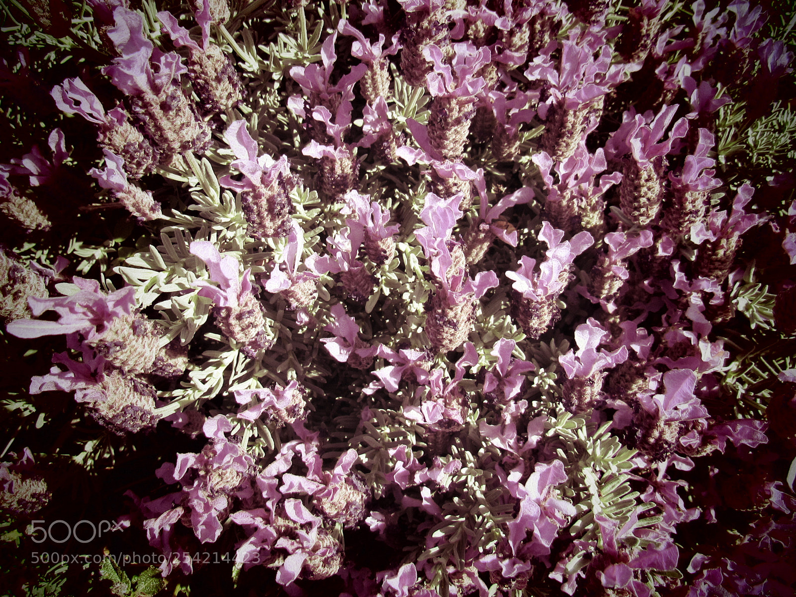Canon PowerShot SX530 HS sample photo. Purple flower photography