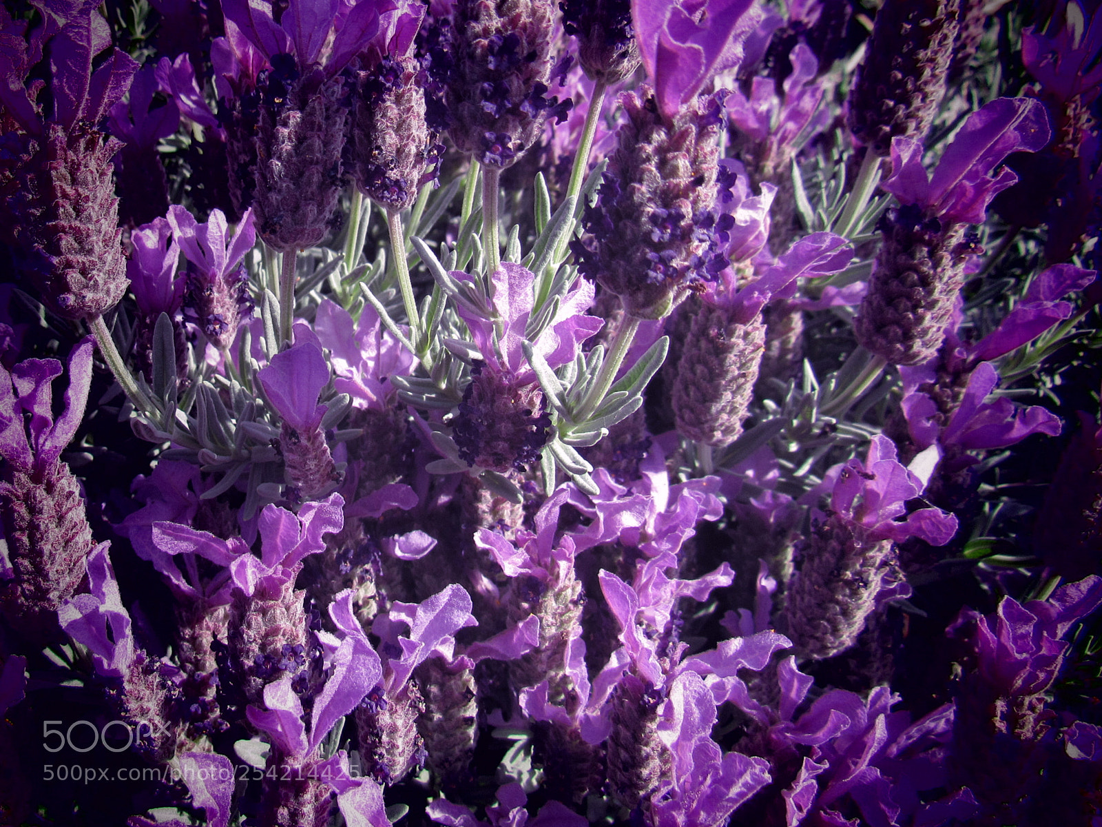 Canon PowerShot SX530 HS sample photo. Purple flower photography