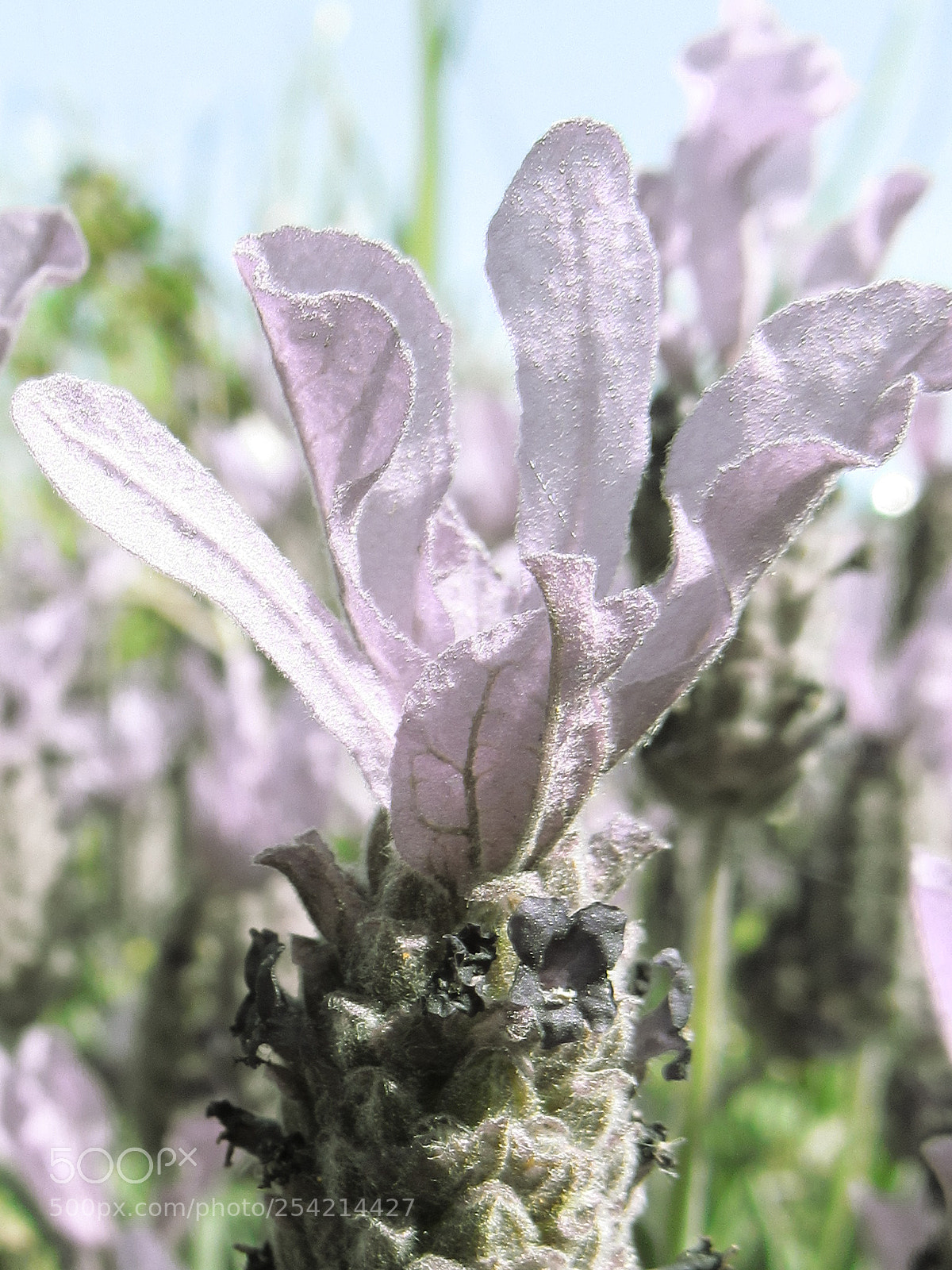Canon PowerShot SX530 HS sample photo. Purple flower photography