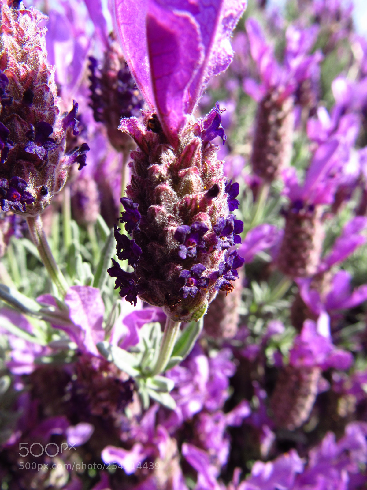 Canon PowerShot SX530 HS sample photo. Purple flower photography