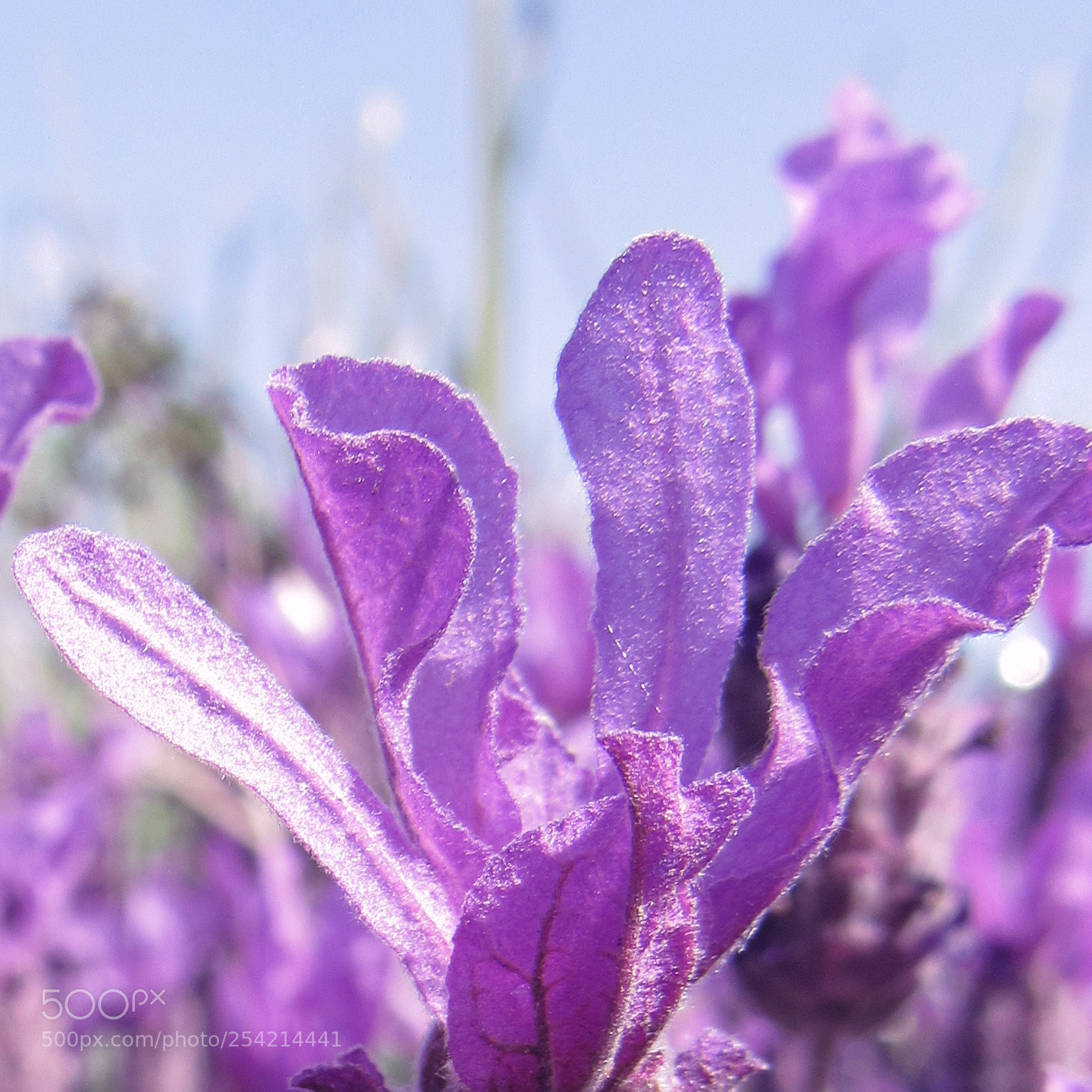 Canon PowerShot SX530 HS sample photo. Purple flower photography