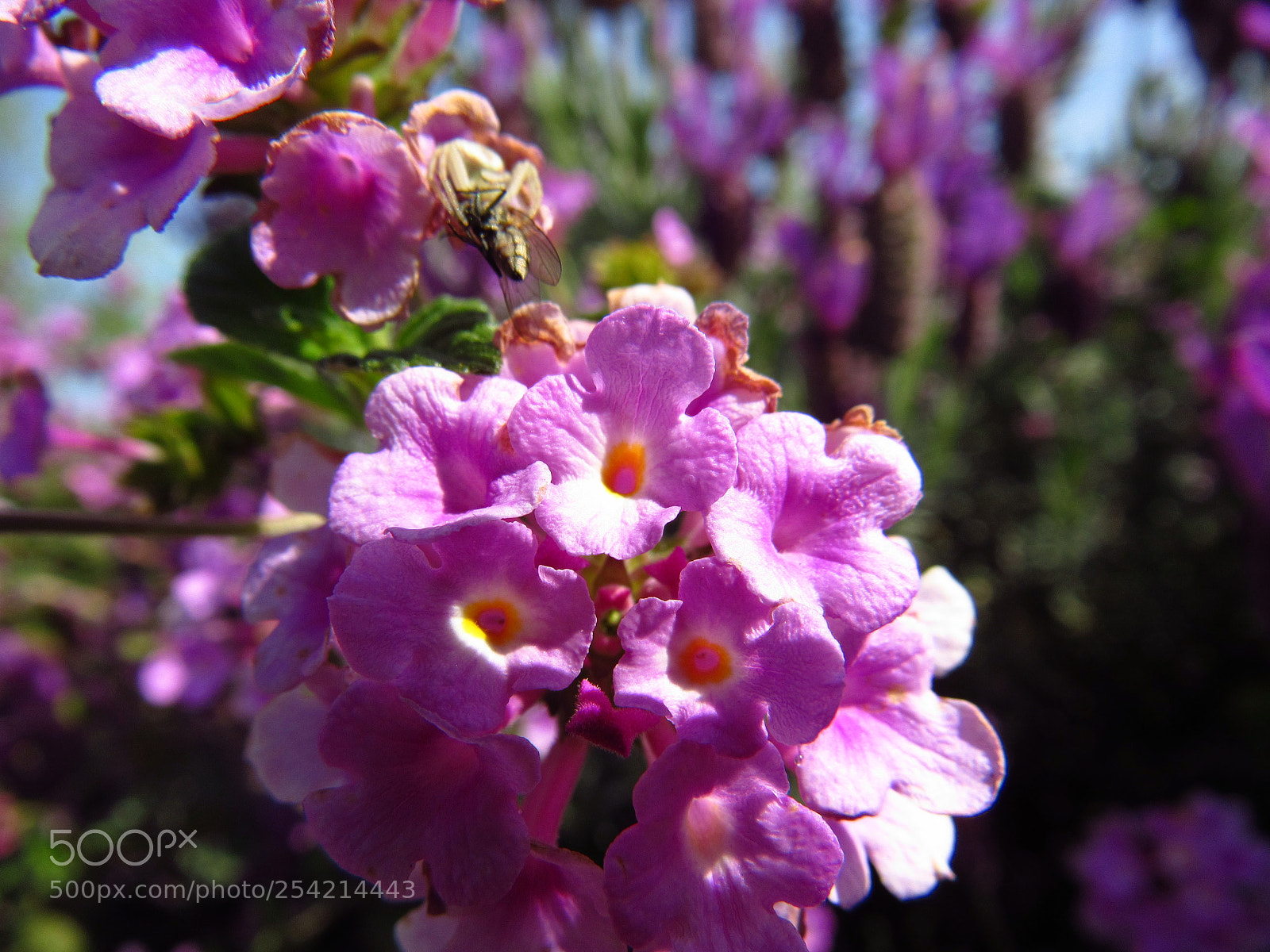 Canon PowerShot SX530 HS sample photo. Purple flower photography