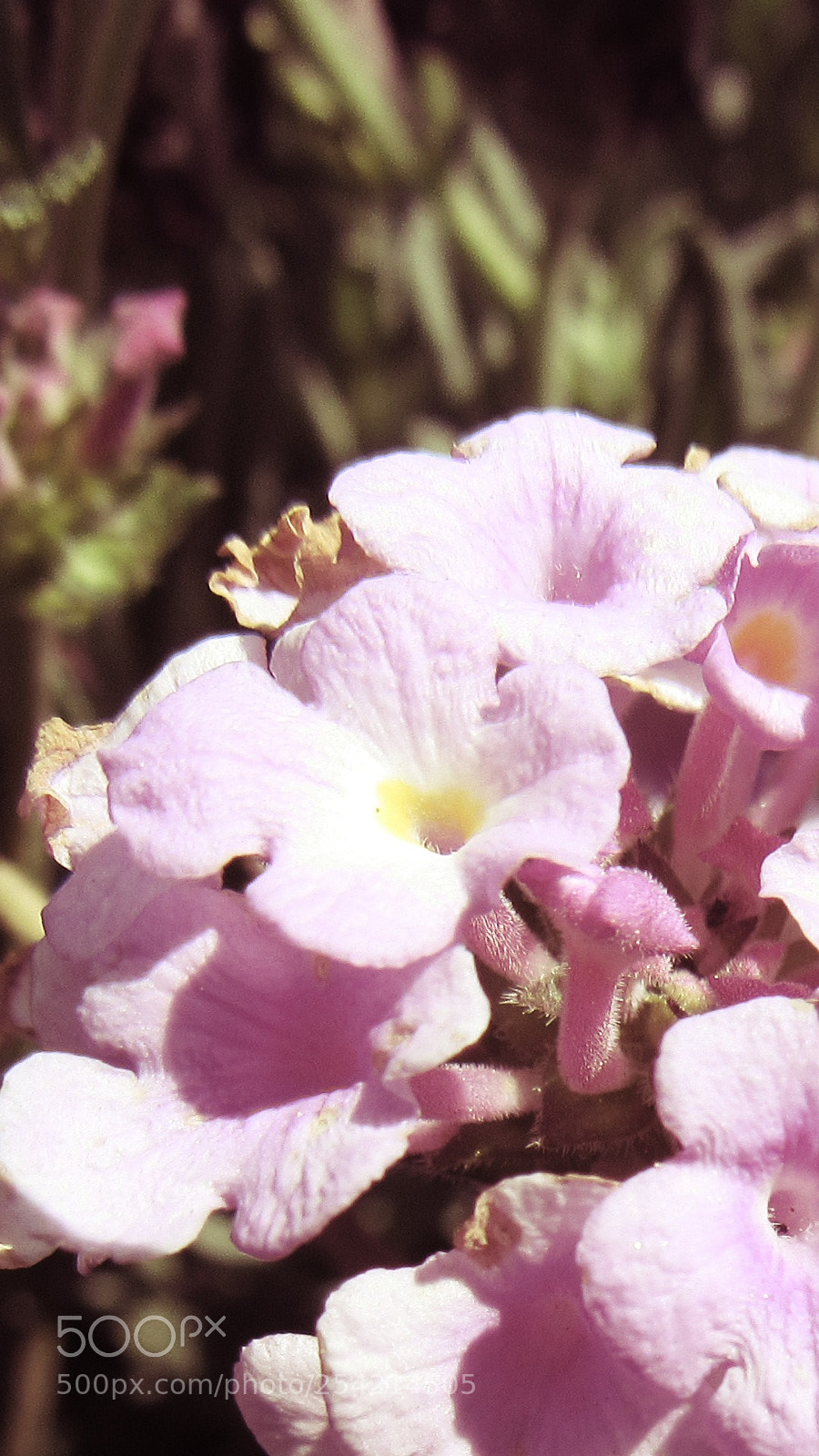 Canon PowerShot SX530 HS sample photo. Purple flower photography
